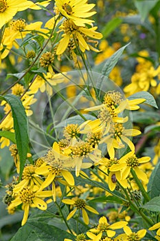 Wingstem Verbesina alternifolia, yellow flowers photo